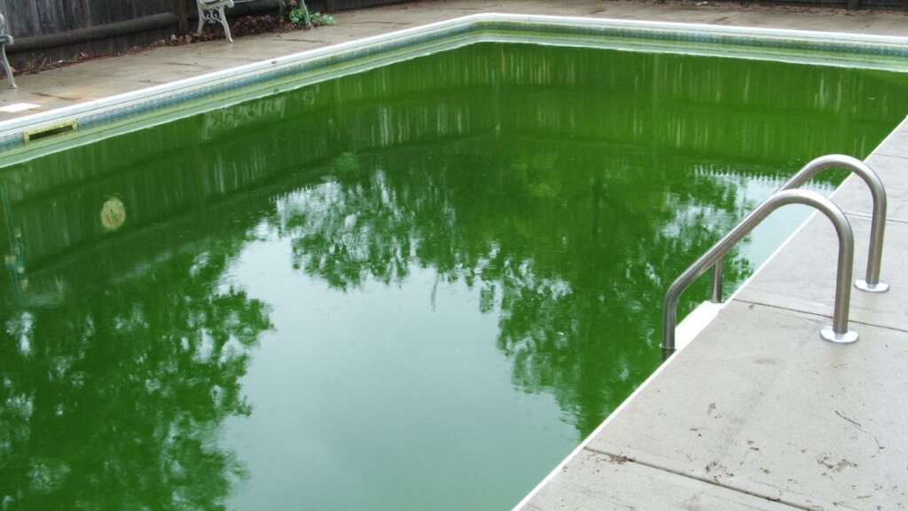 how to remove algae from pool